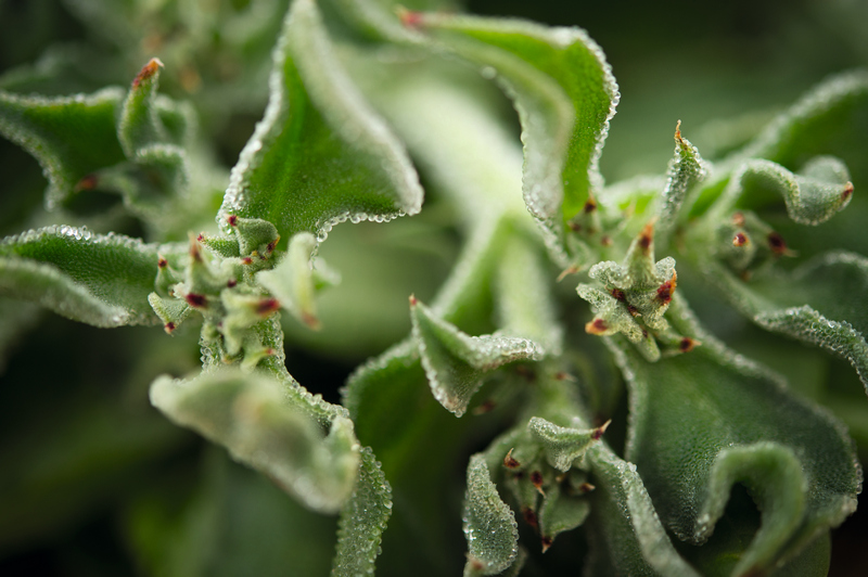 Ứng dụng bản sao kỹ thuật số Dassault Systèmes cải tiến quy trình sản xuất mỹ phẩm từ thiên nhiên - Ảnh 2.