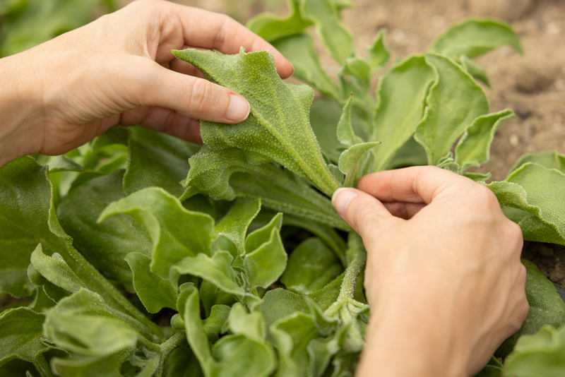 Ứng dụng bản sao kỹ thuật số Dassault Systèmes cải tiến quy trình sản xuất mỹ phẩm từ thiên nhiên - Ảnh 3.